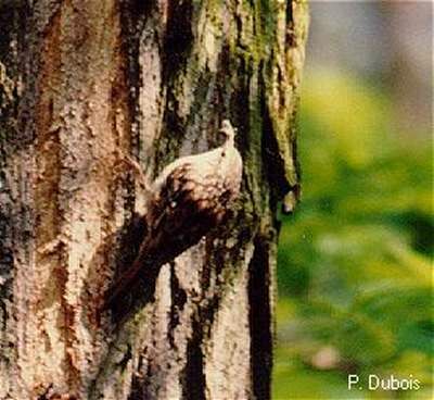 Short-toed Treecreeper