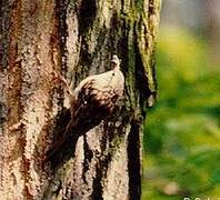 Short-toed Treecreeper