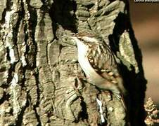 Short-toed Treecreeper