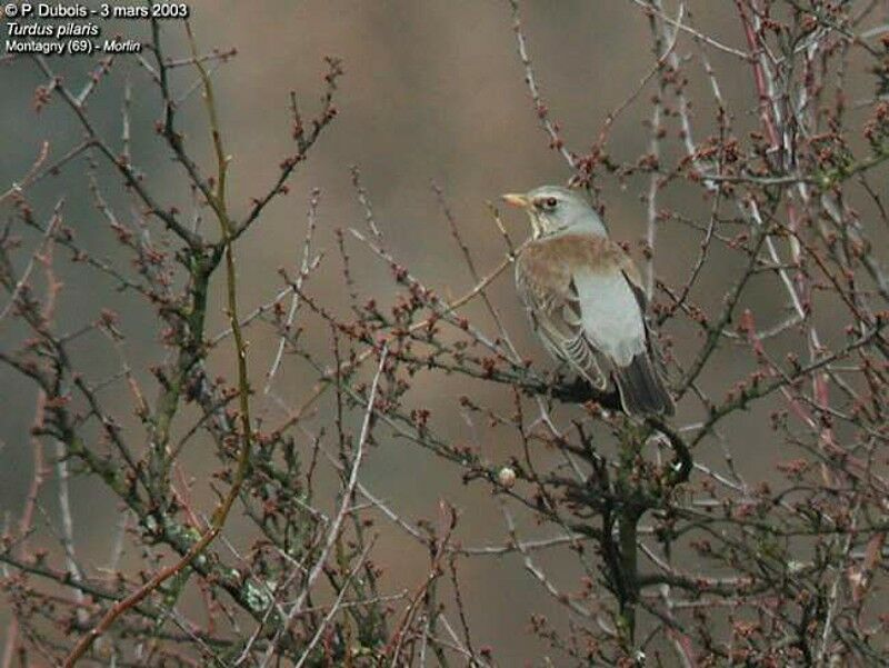 Fieldfare