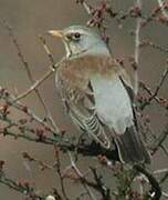 Fieldfare