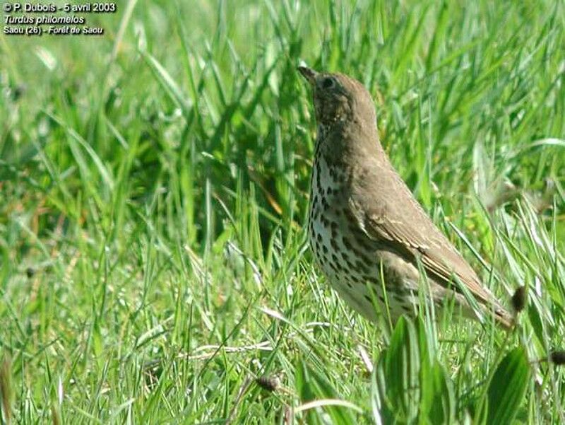 Song Thrush