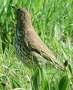 Song Thrush