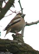 Hawfinch