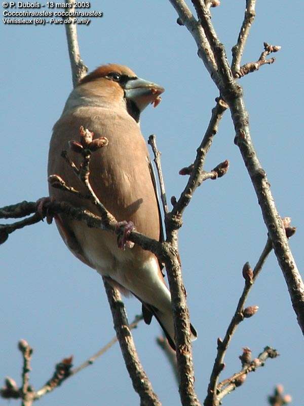 Hawfinch