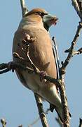 Hawfinch