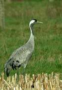 Common Crane