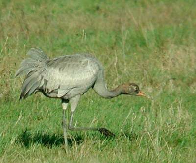 Common Crane