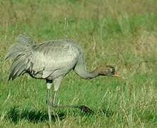 Common Crane