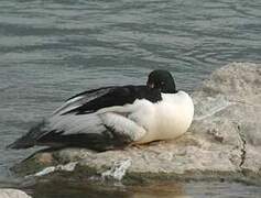 Common Merganser