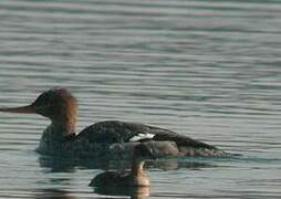 Red-breasted Merganser