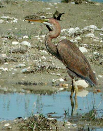 Purple Heron