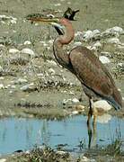 Purple Heron