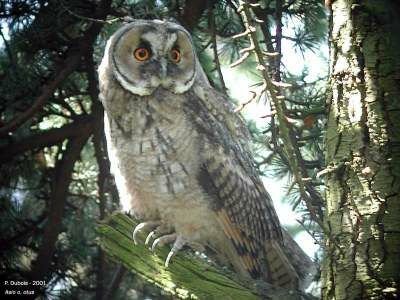 Long-eared Owl