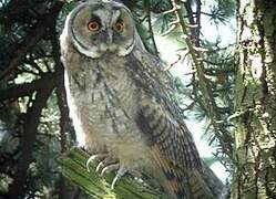 Long-eared Owl