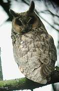 Long-eared Owl