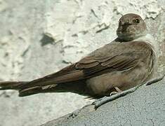 Eurasian Crag Martin