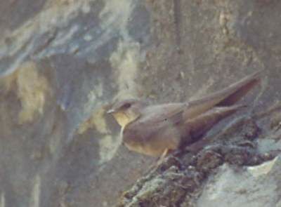 Eurasian Crag Martin