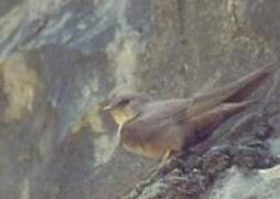 Eurasian Crag Martin