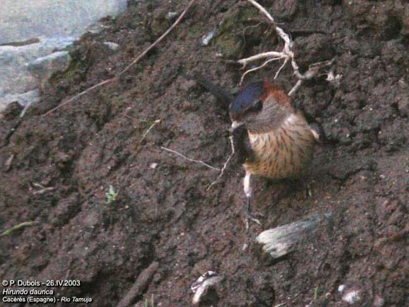 Hirondelle rousseline