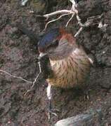 Red-rumped Swallow