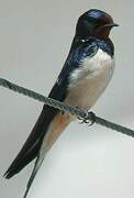 Barn Swallow