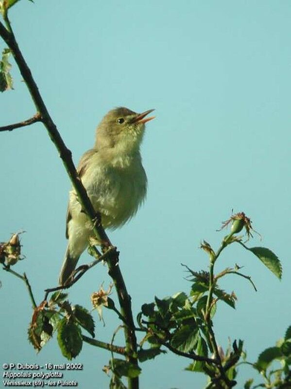 Melodious Warbler