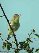 Melodious Warbler