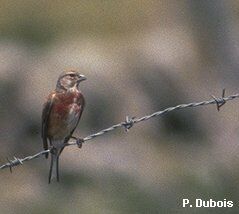 Linotte mélodieuse