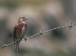 Common Linnet