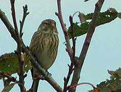 Common Linnet