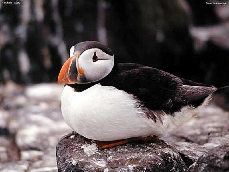 Atlantic Puffin