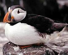 Atlantic Puffin