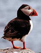 Atlantic Puffin