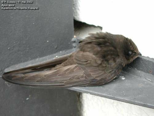 Common Swift