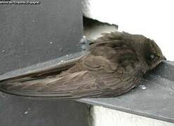 Common Swift