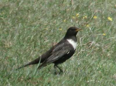 Ring Ouzel
