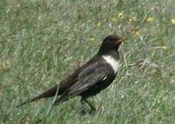 Ring Ouzel