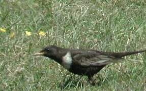 Ring Ouzel