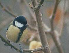 Great Tit