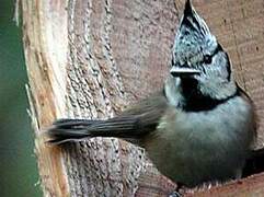 Mésange huppée