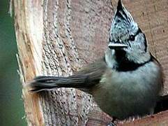 Crested Tit