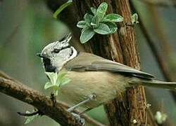 Crested Tit