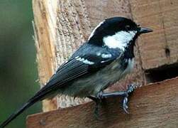 Coal Tit