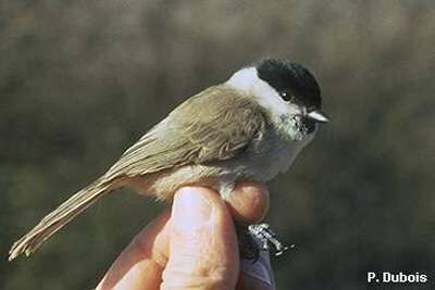 Marsh Tit