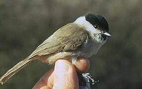 Marsh Tit