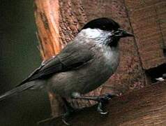 Marsh Tit