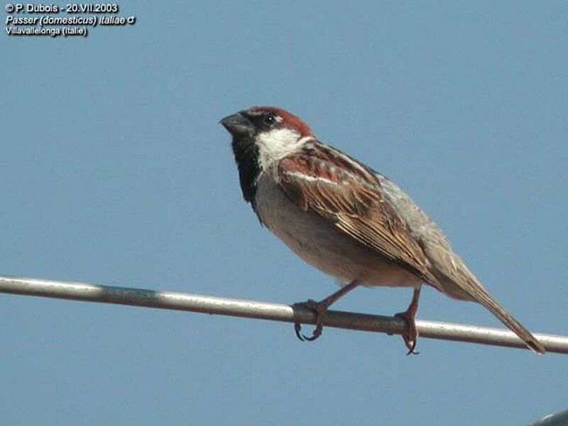 Italian Sparrow