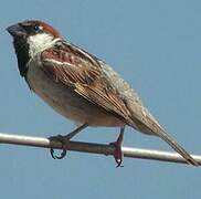 Moineau cisalpin