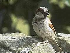 Moineau domestique